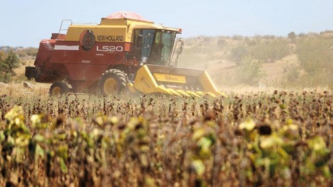 Ayçiçeğinde bu yıl zorunlu erken hasat | Ekonomi Haberleri