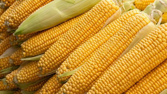 2025 yılı mısır alım fiyatı belli oldu | Genel Haberler