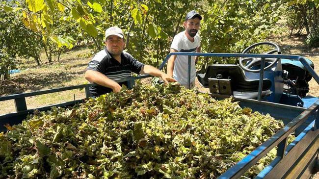 Fındık hasadı başladı, tırpan ücretleri rekor kırdı | Ekonomi Haberleri