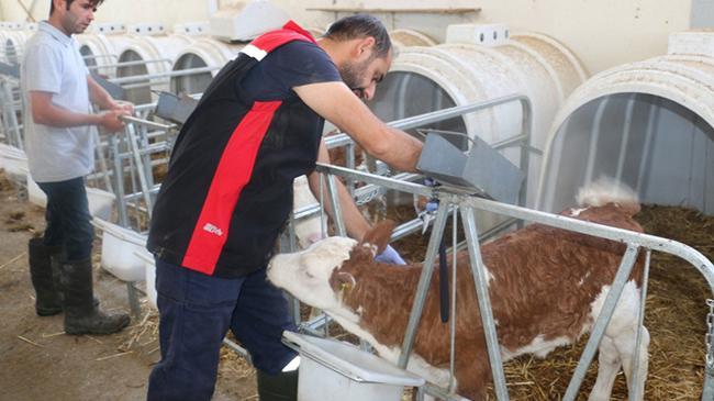 Şapla mücadelede yoğun aşılama seferberliği | Genel Haberler