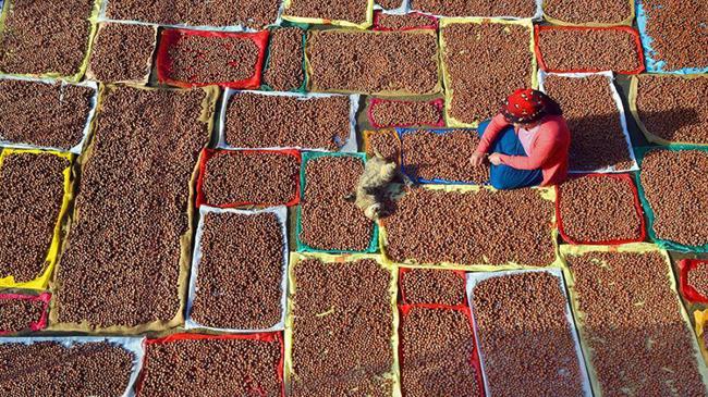 Fındıkta düşük rekolteye rağmen rekor ihracat hedefi | Genel Haberler