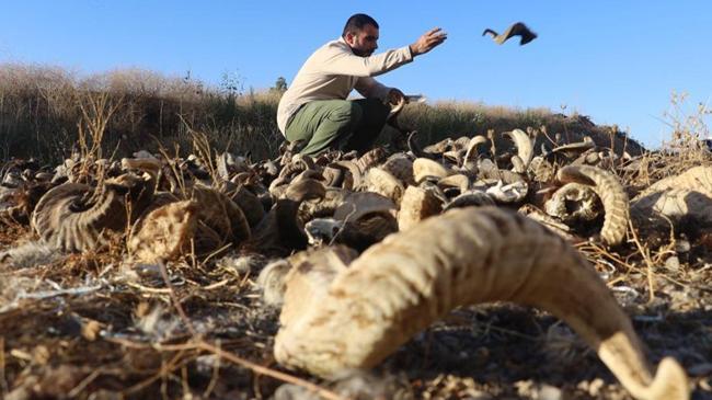 18 bin koç, 36 bin boynuz! 2 yıllık serüven başladı | Genel Haberler