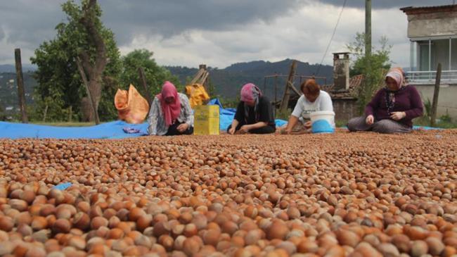 Fındık üreticilerinin zorlu mücadelesi | Genel Haberler