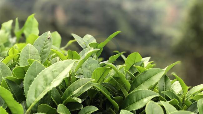 Çay sektöründe birleşme | Ekonomi Haberleri