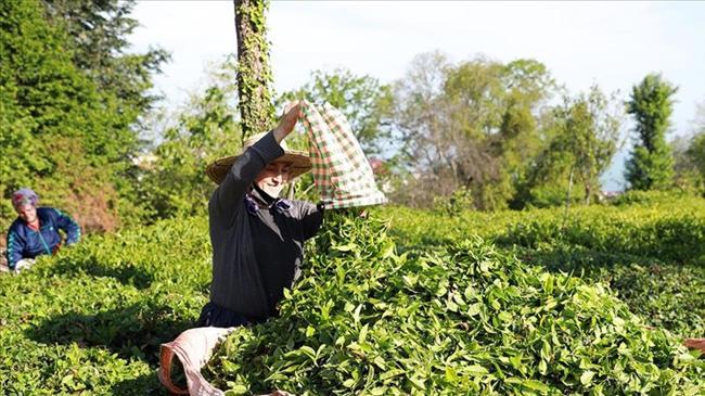 ÇAYKUR'da ikinci sürgün yaş çay alımları tamamlandı | Genel Haberler