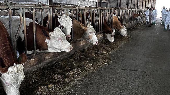 Bakanlık’tan 'et fiyatlarının artacağı' iddialarına yanıt | Genel Haberler