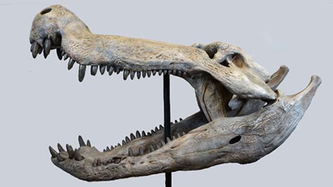 Dinozorlarla beslenen bir timsah keşfedildi | Teknoloji Haberleri