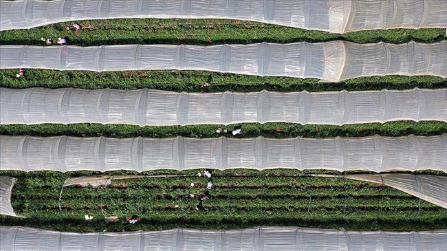 Bitkisel üretimde yeni desteklemelerin detayları belli oldu | Ekonomi Haberleri