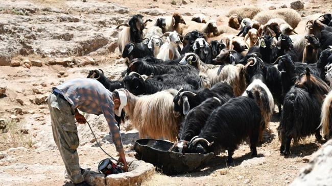 Hayvancılık destekleme tutarları artırıldı | Genel Haberler