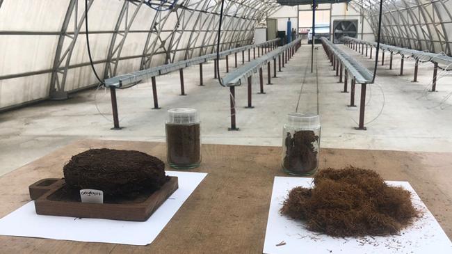 Çay atıklarından mucize ürün! ÇAYKUR'dan Çaykopit sürprizi | Teknoloji Haberleri