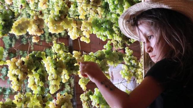 Sadece bu köyde yetişiyor! Gölgede saklı 'yeşil altın' | Kobi Haberleri