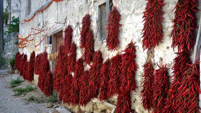 160 yıllık 'kırmızı altın' tehlikede! Yunanistan'dan gelen miras | Girişim Haberleri
