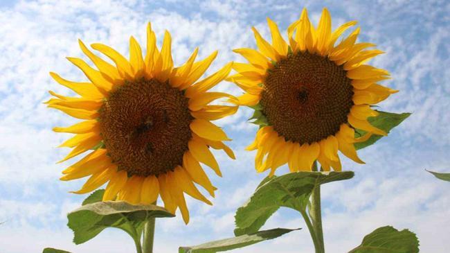 Ayçiçek alım fiyatları açıklandı | Genel Haberler