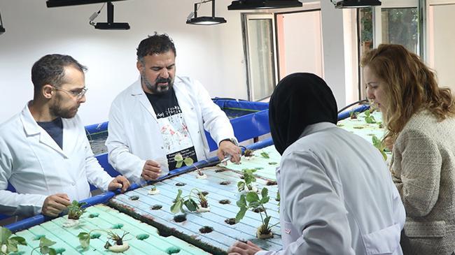 Japon balığı gübresiyle topraksız çilek mucizesi | Genel Haberler