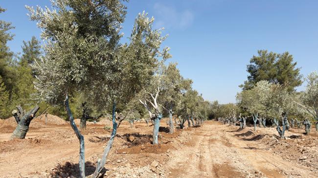 İşte Yeniköy’ün taşınan ağaçları | Ekonomi Haberleri
