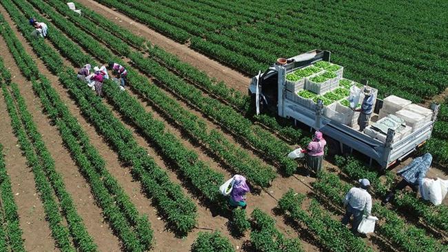 Bitkisel üretiminde kayıp bekleniyor | Genel Haberler