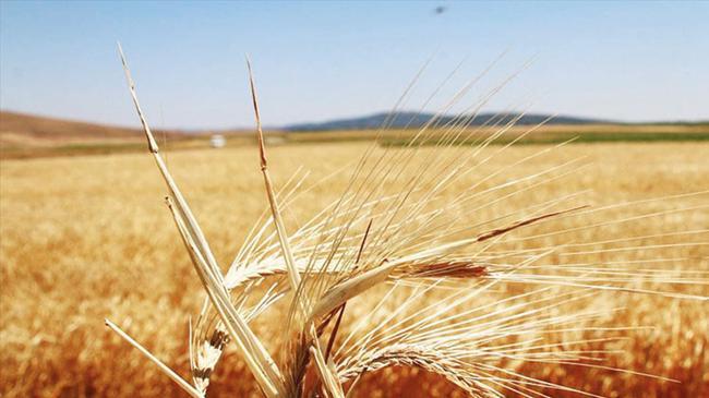 Bitkisel üretimde ‘zirai don’ etkisi | Ekonomi Haberleri