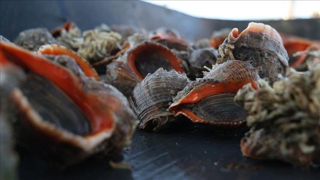 8 ülkeye 1017 ton satıldı! Milyonlarca dolar değerinde | Genel Haberler