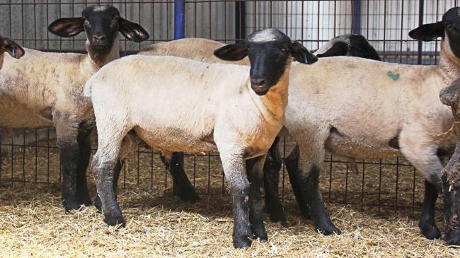 Karaman’ın koyunu sonra çıktı oyunu | Ekonomi Haberleri