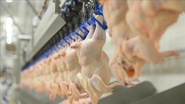 BESD-BİR, tavuk eti zehirlenmelerine karşı uyardı | Ekonomi Haberleri