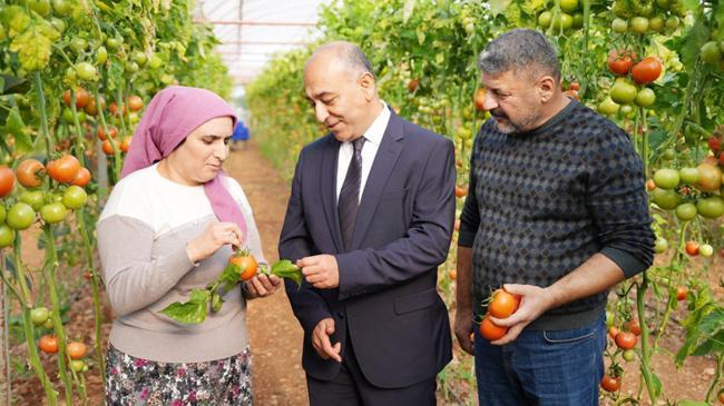 Domates kasasında pestisit etiketi dönemi | Ekonomi Haberleri