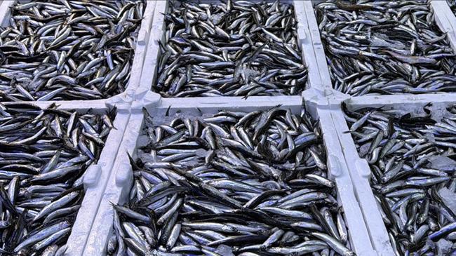 Türkiye balık üretiminde cumhuriyet rekoru! Bakan Yumaklı açıkladı | Genel Haberler