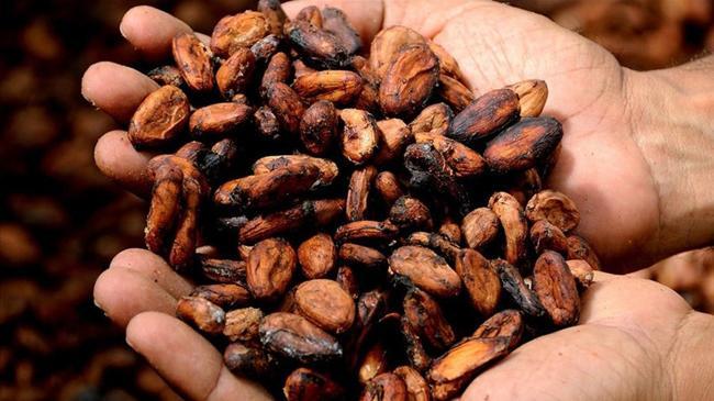 Kakao fiyatlarında sert düşüş | Konut Haberleri