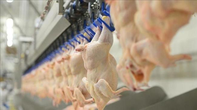 Tavuk eti ve yumurta üretiminde son durum belli oldu | Ekonomi Haberleri