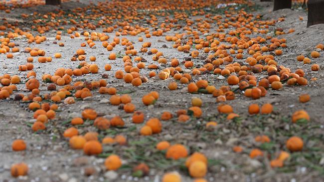 Çiftçi ücretsiz verdi, yüzüne bakan olmadı! Toprak turuncuya döndü | Genel Haberler