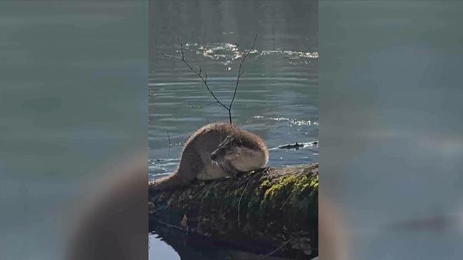 Heyecan veren anlar! Yedigöller’de yıllar sonra görüntülendi