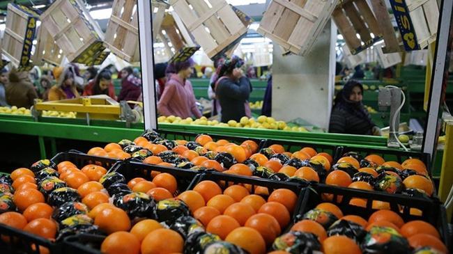 Tarımda ihracat rekoru