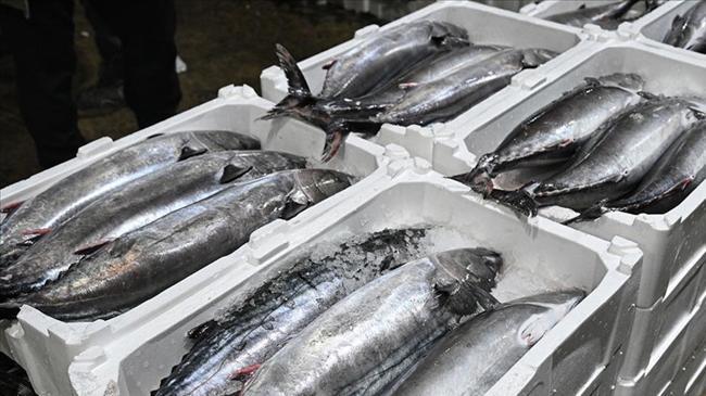 Marmara Denizi'nde torik bolluğu | Genel Haberler