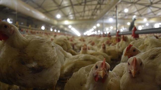 Tavuk ihracatı durduruldu | Genel Haberler