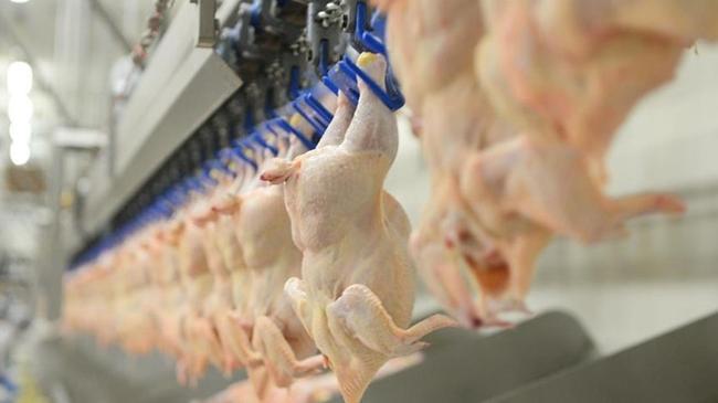 Ticaret Bakanlığı: Kanatlı eti ihracatı durduruldu | Genel Haberler