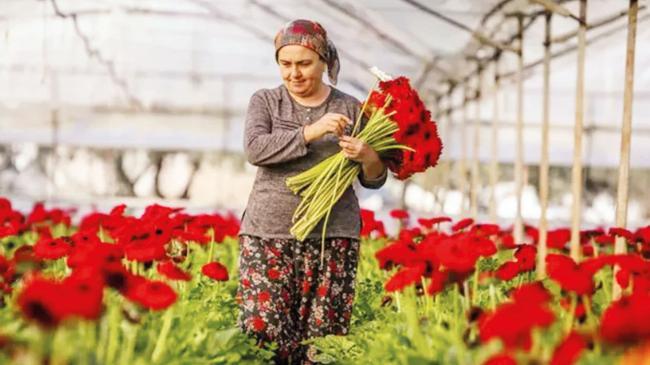 Sevgiliye çiçekler Antalya’dan gitti | Ekonomi Haberleri