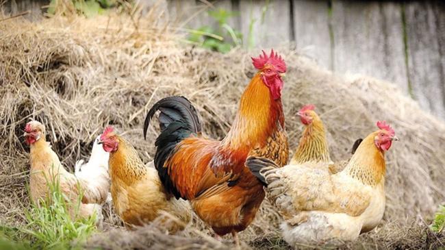 Fiyatlar arttı bakanlık devreye girdi... Tavuk ihracatına Ramazan freni | Ekonomi Haberleri