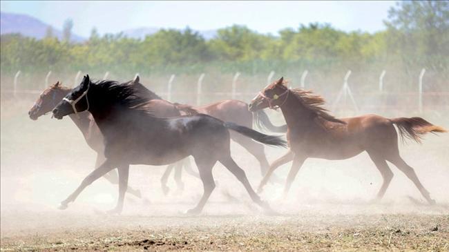 TİGEM'den kayıp atlar iddiasına yalanlama | Genel Haberler