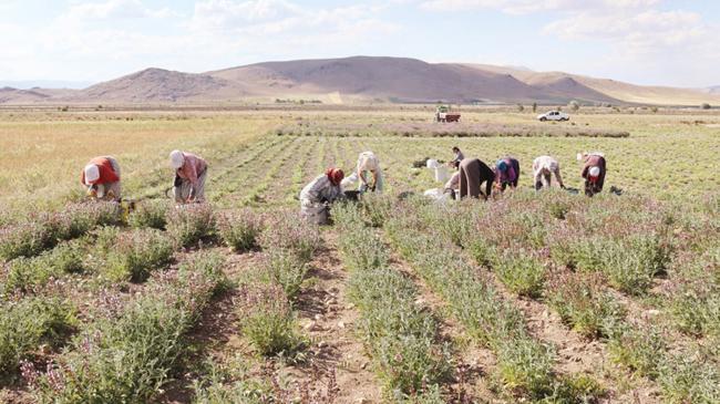 Kadınlar toprakla güçleniyor... Tarımda kadınların üretim hikâyeleri çoğalıyor | Ekonomi Haberleri