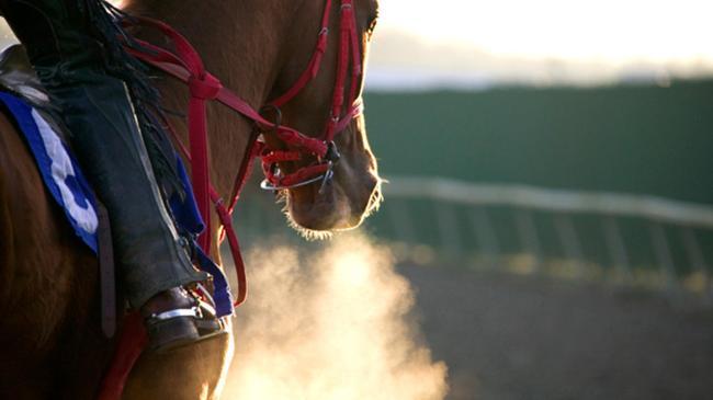 Mersin Büyükşehir Belediyesi hakkında skandal 'yarış atı eti' iddiası! | Genel Haberler