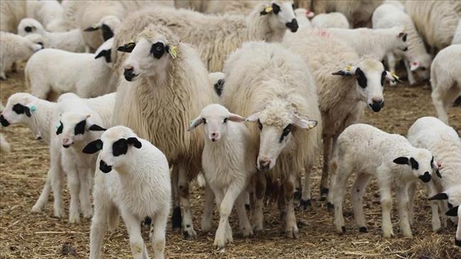 TİGEM'den küçükbaş hayvan satışı | Genel Haberler