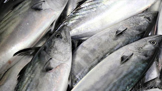Ramazan ayı ve bayramda balık satışları düştü | Genel Haberler