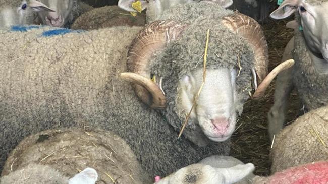 Rekor fiyata satıldı, yavruları için 150 kişi sıraya girdi | Genel Haberler