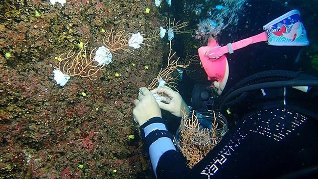 Marmara daki popülasyonu artıracak proje