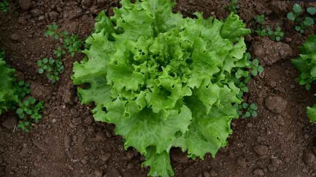 Bakanlıktan "kıvırcık marulların koyunlara yem edildiği" paylaşımlarına yanıt | Ekonomi Haberleri