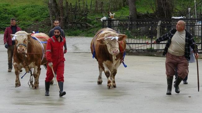 Kurbanlıklarda ezber bozan kampanya! Bu tosunları alan S. Arabistan yolcusu | Genel Haberler
