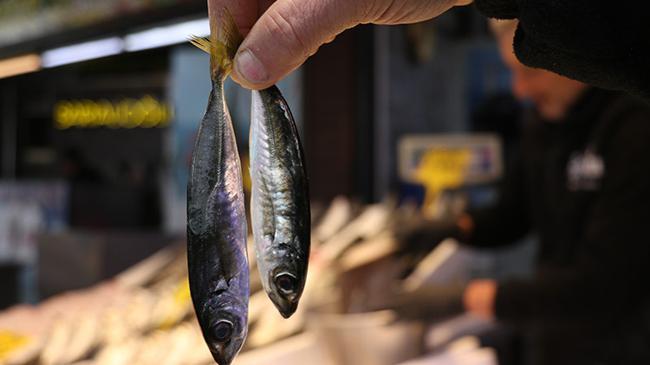 Karadeniz’de dengeler değişti, bolluk fiyatları düşürdü