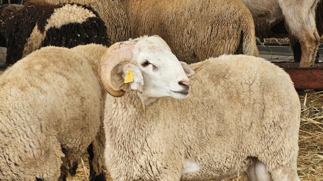 2026 kurban kesim bedeli belli oldu