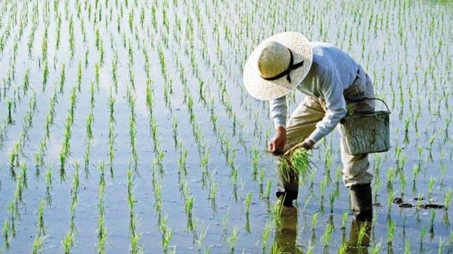 Gıdada El Nino endişesi | Ekonomi Haberleri