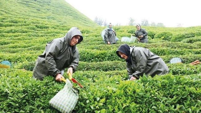 100 yıllık çay bahçelerinde kalite harekâtı… ‘Yeşil altın’ı parlatma projesi | Ekonomi Haberleri