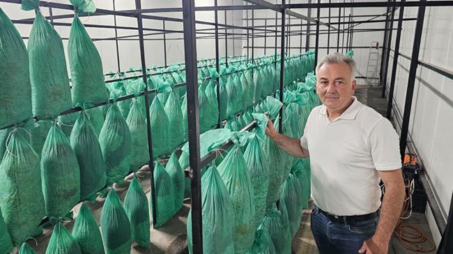 Terk edilmiş tünelde istiridye mantarı ürettiler | Girişim Haberleri